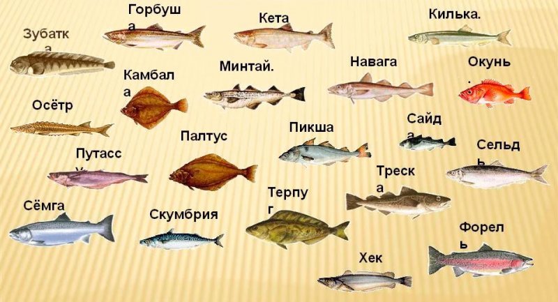 Особенности морской рыбы