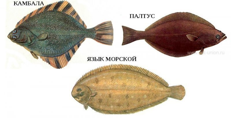 Камбаловые