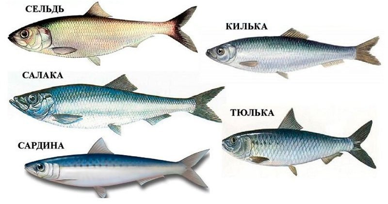 Сельдевые
