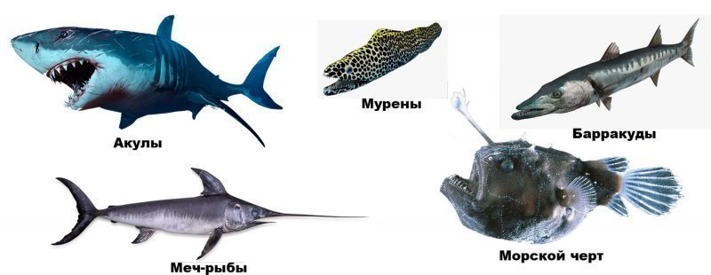 Хищные морские рыбы