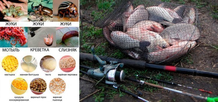 На что ловить карася: лучшие приманки и секреты уловистой рыбалки круглый год На что ловить карася: лучшие приманки и секреты уловистой рыбалки круглый год