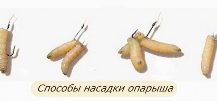 Секреты ловли: как добыть и правильно насадить опарыша для отличного улова Секреты ловли: как добыть и правильно насадить опарыша для отличного улова