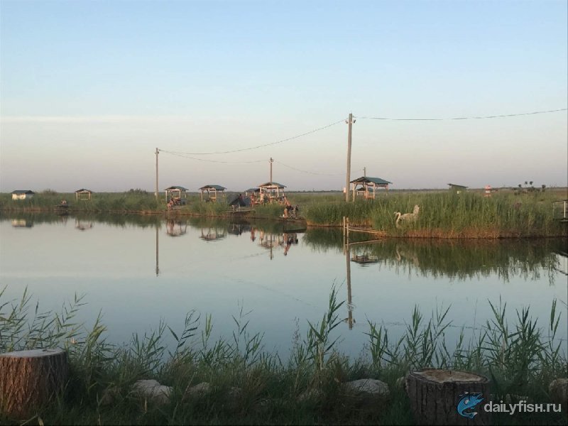 Прудовое хозяйство