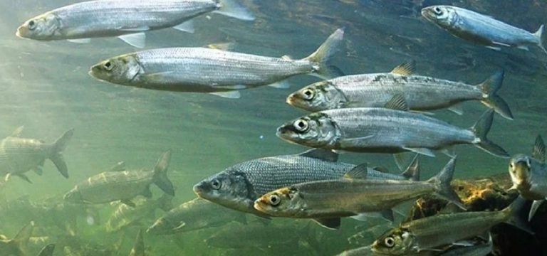 Какую рыбу можно выловить в озере Байкал