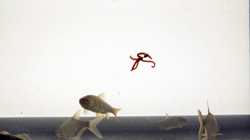Как правильно насадить мотыля на мормышку, 7 способов, секреты от чемпиона мира Как правильно насадить мотыля на мормышку, 7 способов, секреты от чемпиона мира