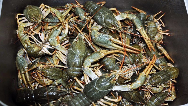 Раки живые