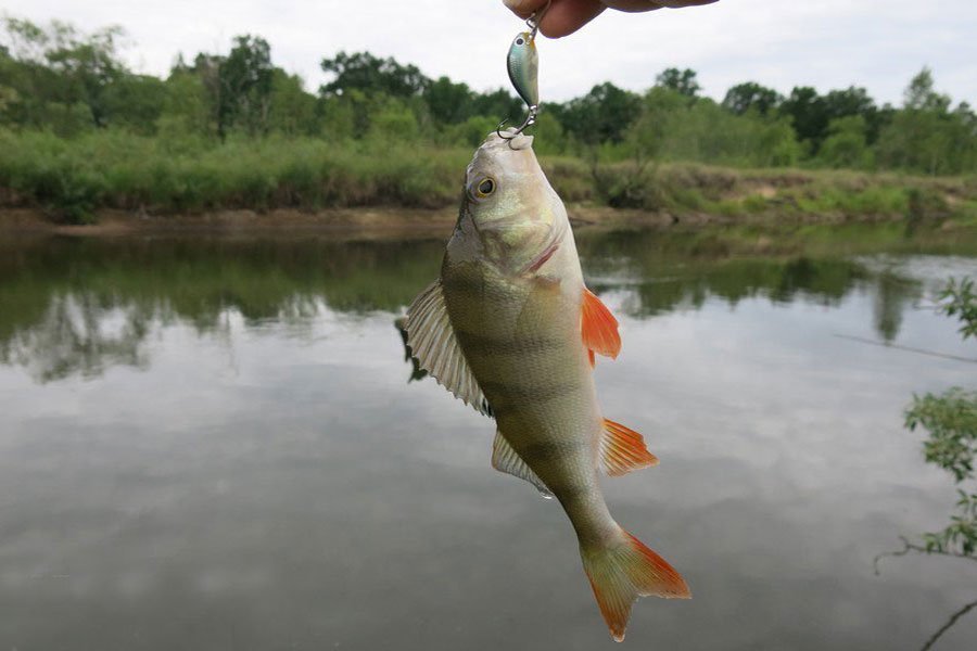 Salmo Hornet 2 S