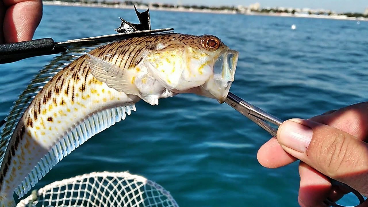 Опасные обитатели Черного моря, какие рыбы страшнее акул и как выжить при встрече с ними Опасные обитатели Черного моря, какие рыбы страшнее акул и как выжить при встрече с ними