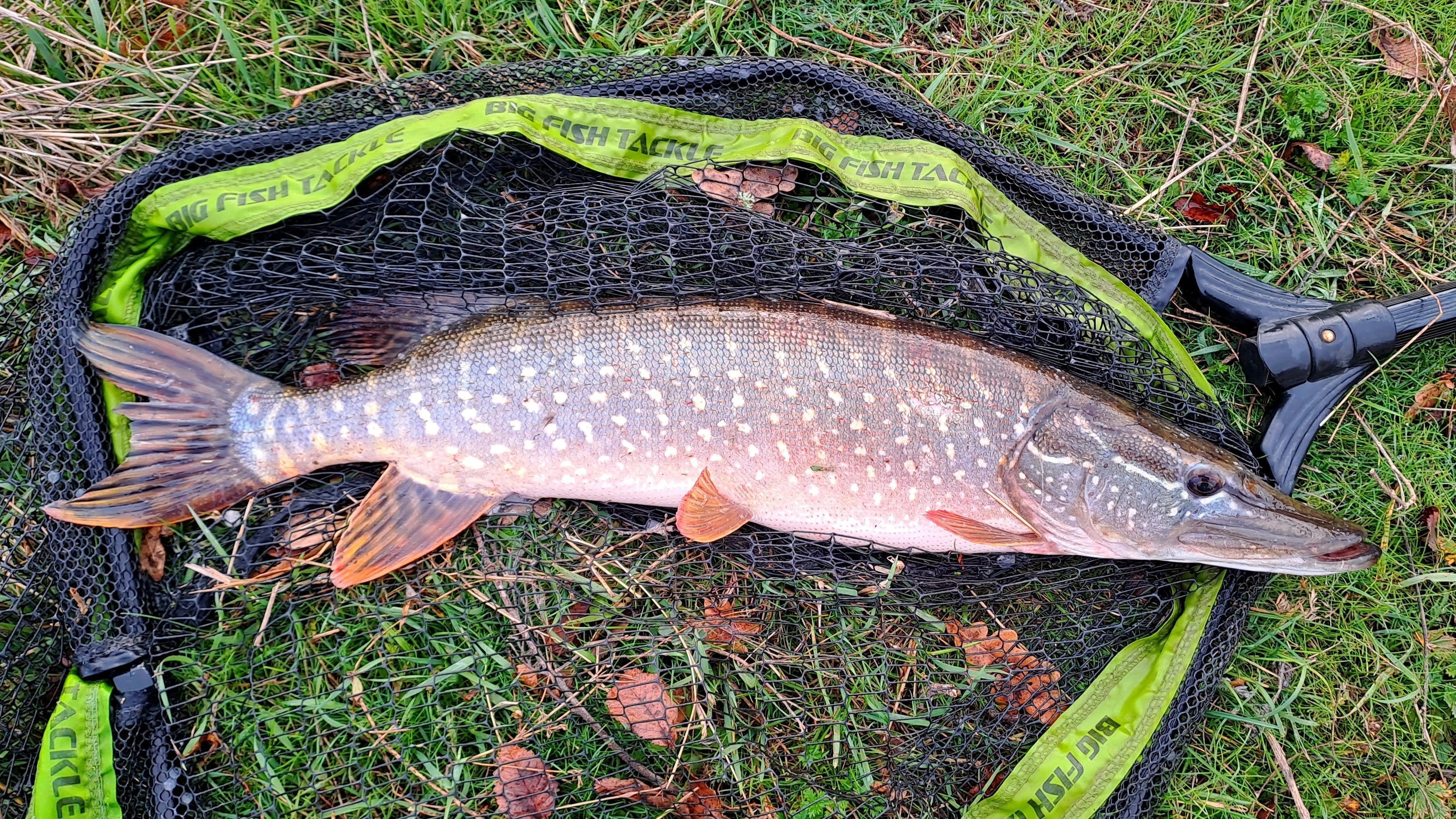 Обзор подсака для крупной рыбы BIG FISH TACKLE VERTICAL NET