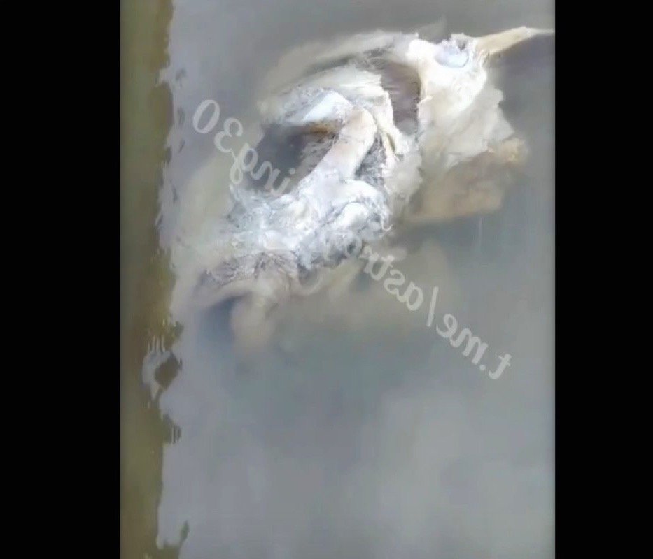 На берег Волги вынесло огромную рыбью голову: впечатленные рыбаки пытаются понять, что это за вид На берег Волги вынесло огромную рыбью голову: впечатленные рыбаки пытаются понять, что это за вид