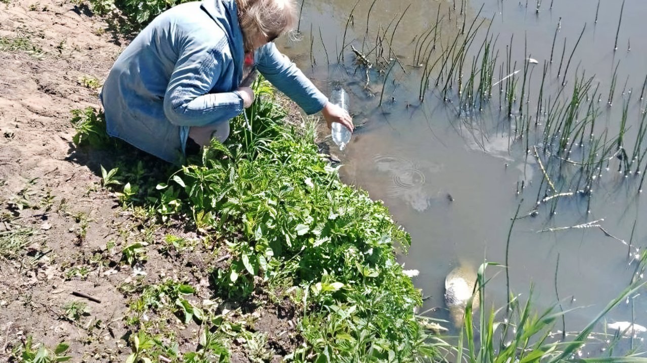 Жители деревни Федоровское жалуются на отвратительный запах: в местном озере массово гибнет рыба Жители деревни Федоровское жалуются на отвратительный запах: в местном озере массово гибнет рыба