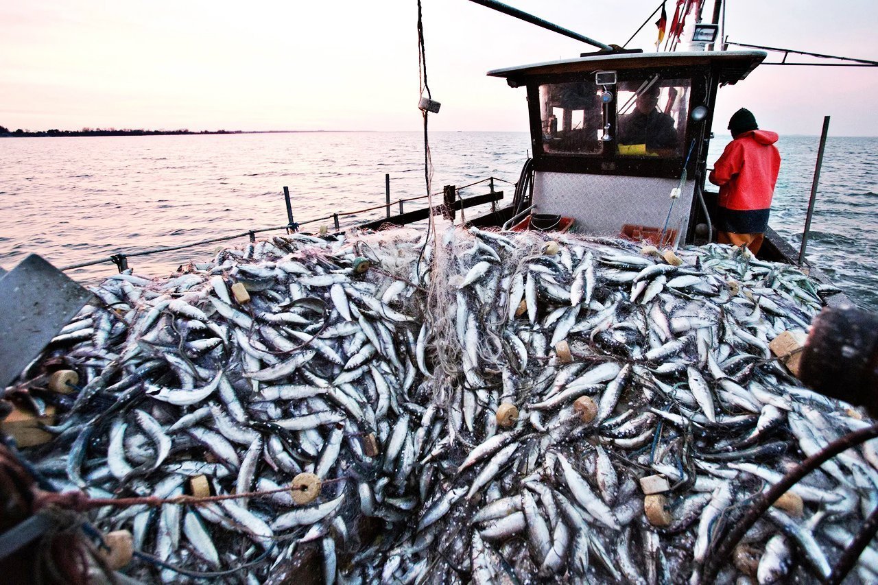 До 2032 года производство рыбной продукции в мире вырастет на 10%, а потребление — на 12%: такую оценку дает ООН До 2032 года производство рыбной продукции в мире вырастет на 10%, а потребление — на 12%: такую оценку дает ООН