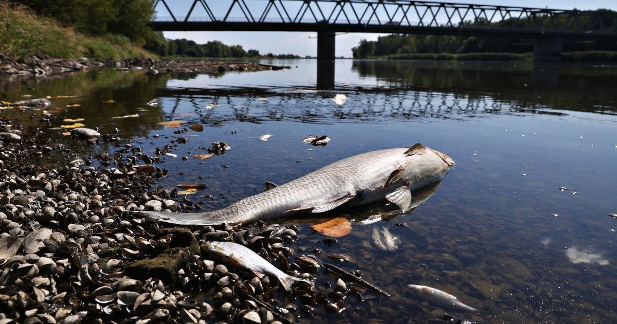 На Черновском водохранилище в Оренбуржье погибла рыба: причины неясны, пострадали исключительно караси На Черновском водохранилище в Оренбуржье погибла рыба: причины неясны, пострадали исключительно караси