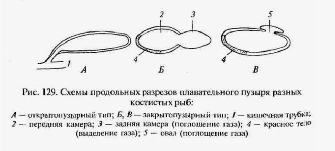 рыбий пузырь