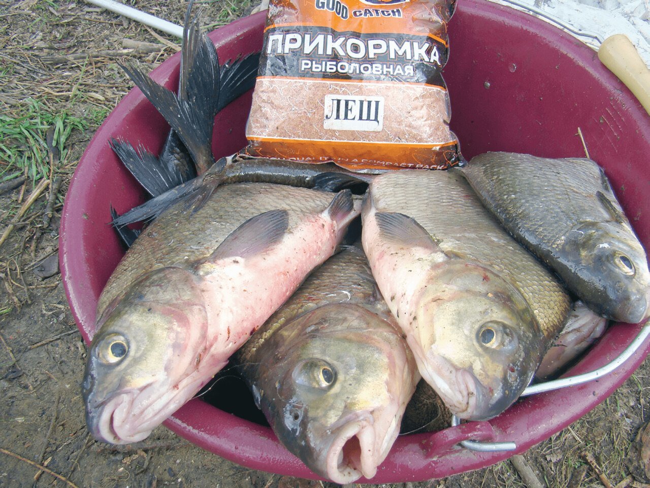 Какая прикормка нужна для успешной ловли леща весной Какая прикормка нужна для успешной ловли леща весной
