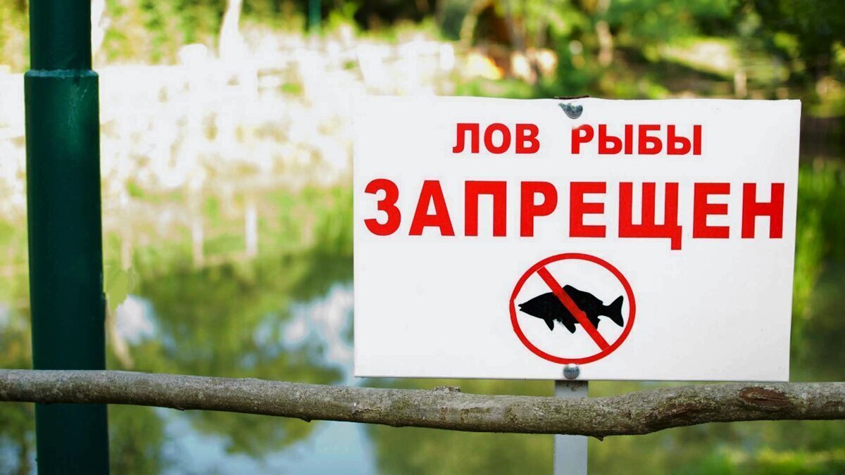 Что запрещено рыбакам в нерест 2025: 5 главных ограничений, которые обязан знать каждый Что запрещено рыбакам в нерест 2025: 5 главных ограничений, которые обязан знать каждый