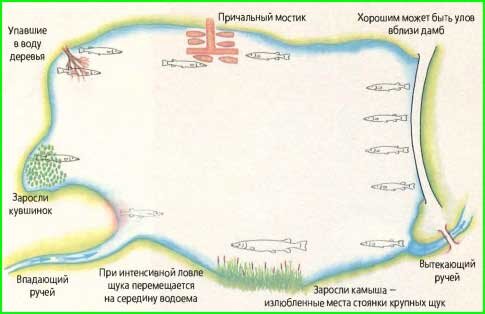 Стоянки щуки на озере
