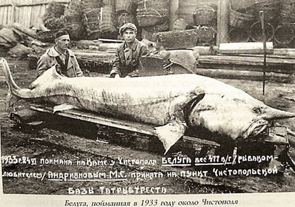 Белуга, пойманная в 1933 году
