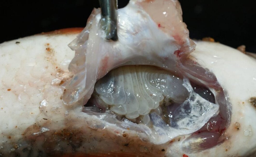 chthyoxenus amurensis