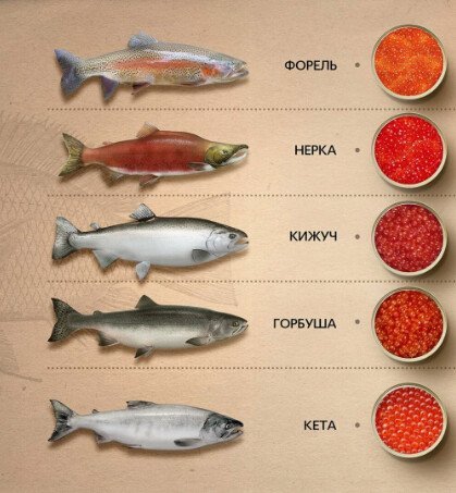 Красная икра по виду рыбы