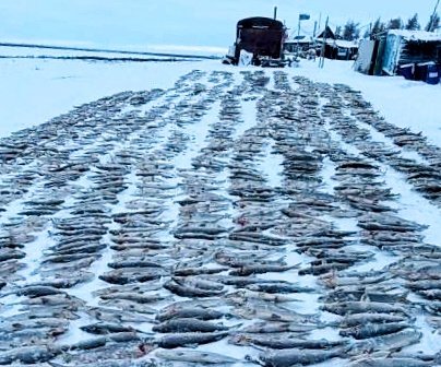 Браконьеры в Хатанге поймали рыбу на 168 миллионов рублей