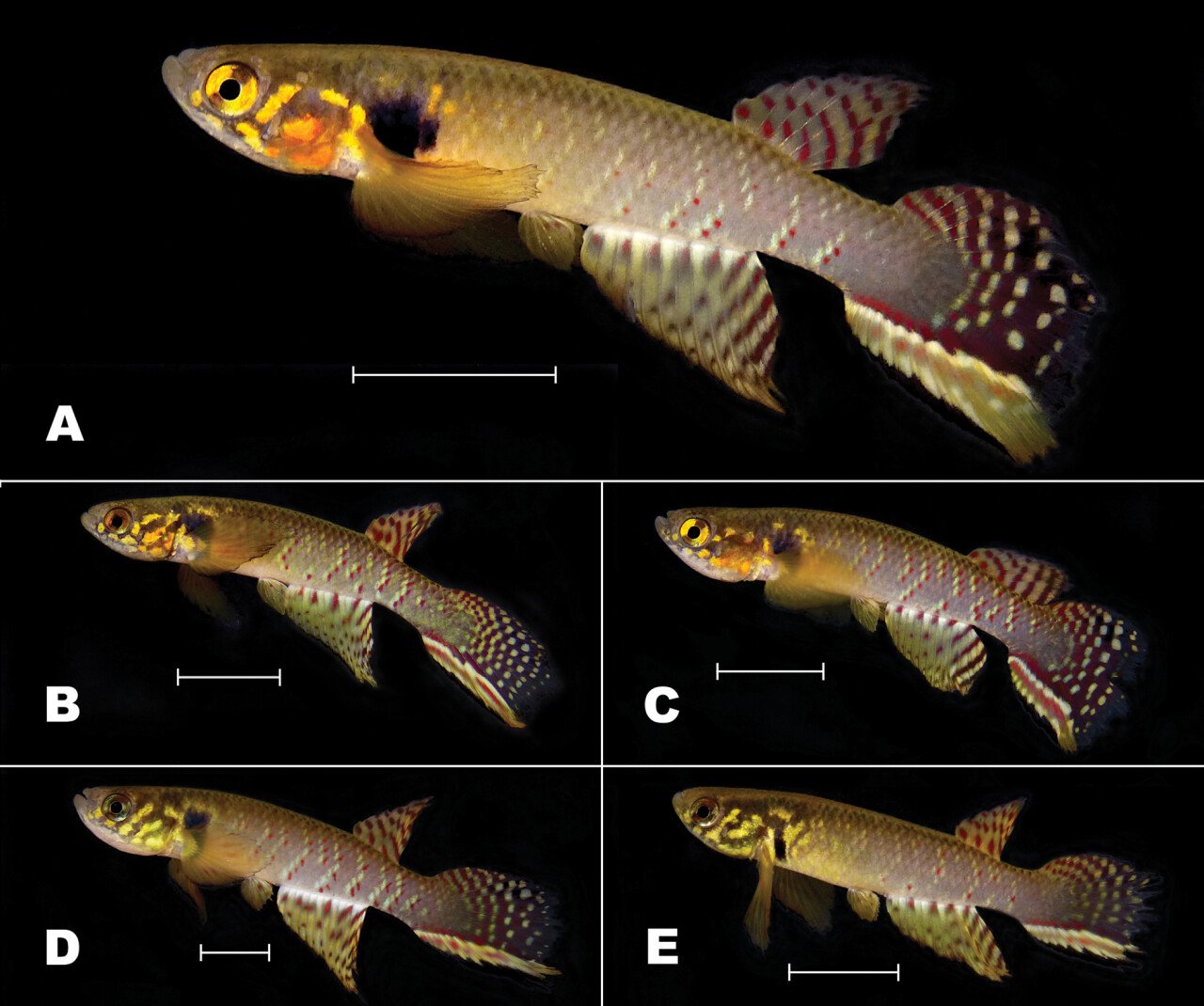 рыба Moema claudiae фото