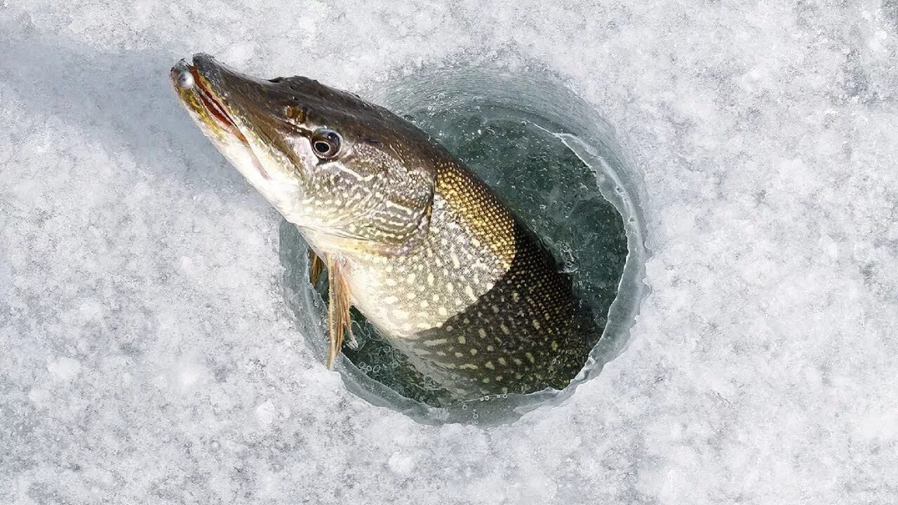 Щука зимой
